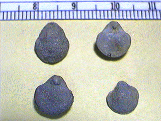 Crurithyris planoconvexa