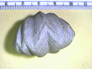 Enteletes pugnoides