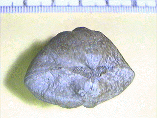 Enteletes pugnoides