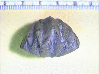 Enteletes pugnoides