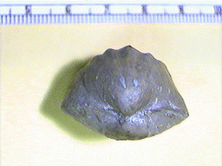 Enteletes pugnoides