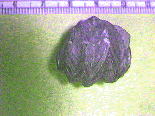 Enteletes pugnoides