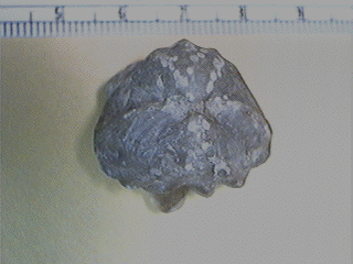 Enteletes pugnoides