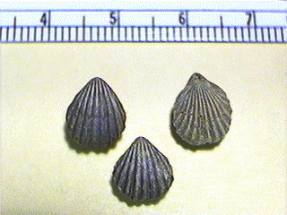 Hustedia mormoni