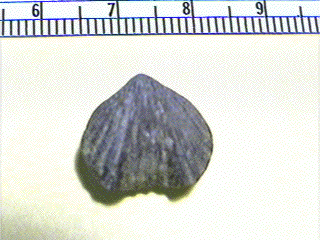 Rhynchopora illinois