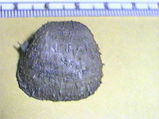 Juresania nebrascensis
