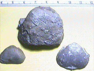 Linoproductus prattenianus