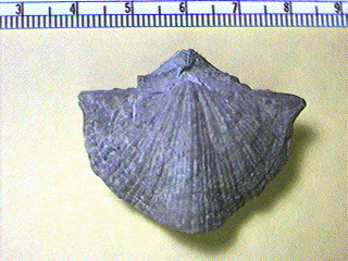 Neospirifer triplicatus