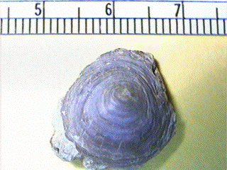 Orbiculoidea missouriensis