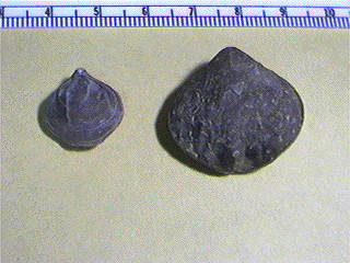 Composita ovata