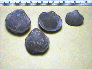 Phricodothyris perplexa