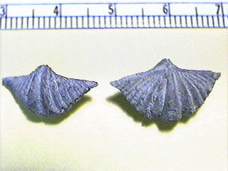 Punctospirifer kentuckyensis