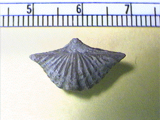 Punctospirifer kentuckyensis