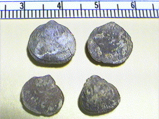 Rhipidomella carbonaria