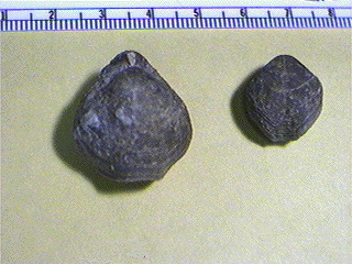 Composita trilobata