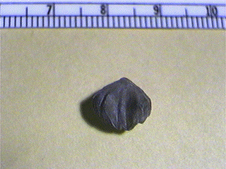 Wellerella osagensis