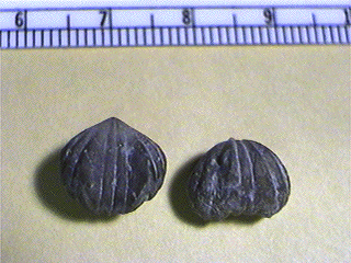Wellerella osagensis