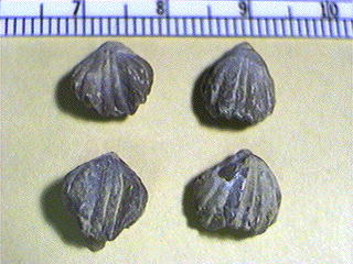 Wellerella osagensis