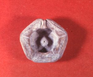 Diphuicrinus