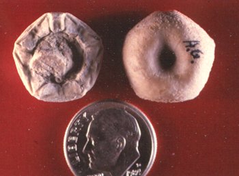 Delocrinus vulgatus