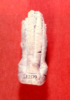Delocrinus vulgatus