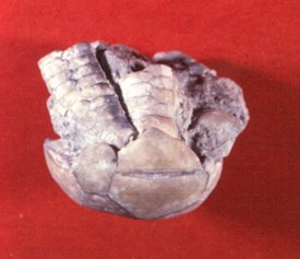 Delocrinus vulgatus