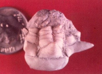 Delocrinus vulgatus