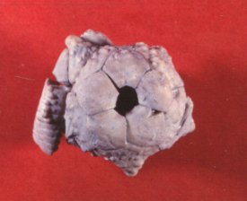 Graffhamicrinus magnificus