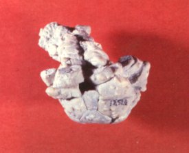 Graffhamicrinus magnificus