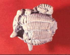 Graffhamicrinus magnificus