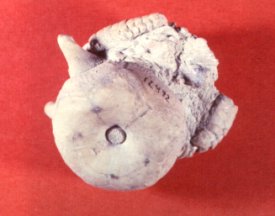 Graffhamicrinus magnificus