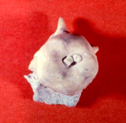 Graffhamicrinus stullensis