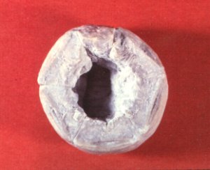 Parulocrinus blairi