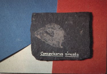 Concavicarids