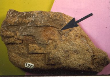 Eurypterus nebrascensis