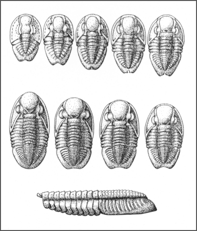 D. scitula Ontogeny