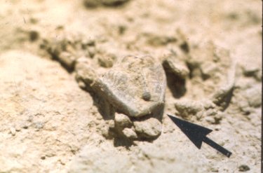 Ditomopyge scitula