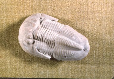 Ameura missouriensis