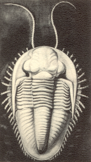 Ameura missouriensis artist's drawing