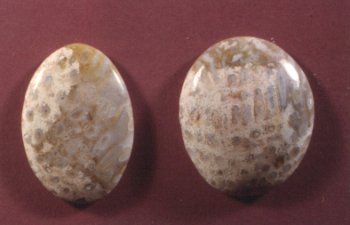 Agatized Coral