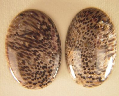 Agatized Palm Wood