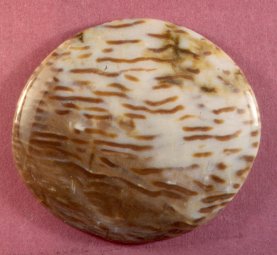 Agatized Palm Wood