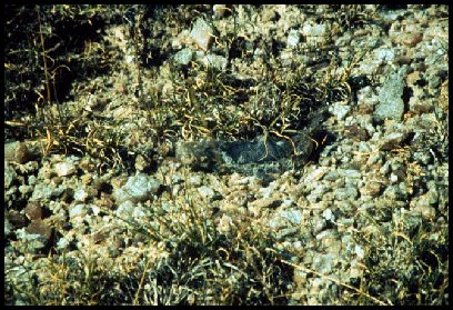 Chalcedony