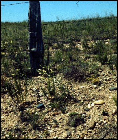 Coarse Gravel