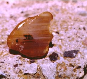 Dendritic Agate