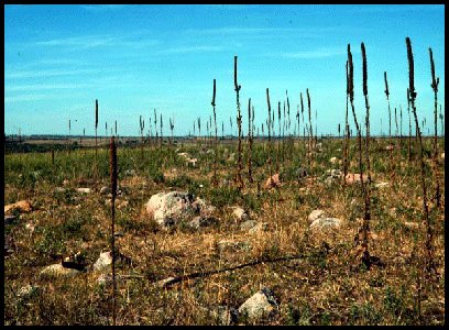 Glacial Deposits