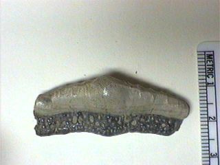 Eugeneodontid Sharks