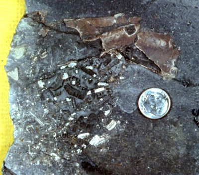 Eugeneodontid Sharks