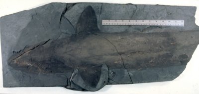 Eugeneodontid Sharks