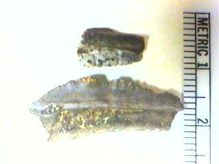 Petalodont Teeth